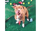 LeRoy American Pit Bull Terrier Adult Male