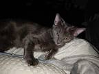 Luna FitSits Russian Blue Adult Female