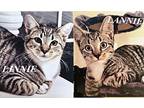 Linnie American Shorthair Young Male
