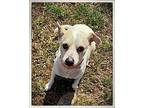 Mr Pickins Jack Russell Terrier Senior Male