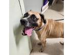 Marty Boxer Adult Male