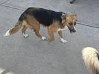 Sydney $450 Australian Shepherd Adult Female