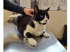 Tango Domestic Shorthair Senior Male