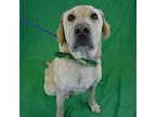 Bernie Labrador Retriever Senior Male