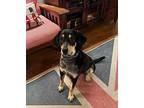 Croissant Bluetick Coonhound Adult Female