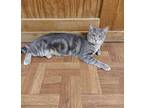 Smokey Domestic Shorthair Kitten Male