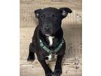 Jake Labrador Retriever Puppy Male