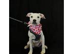Pam Beesly American Pit Bull Terrier Young Female