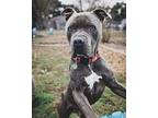 Duke Ark Man’s Best Friend American Staffordshire Terrier Senior Male