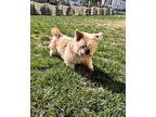 Gizmo Shih Tzu Senior Male