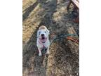 Blu American Bulldog Senior Female