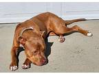 Monte CP American Pit Bull Terrier Young Female