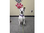 Arlin American Pit Bull Terrier Adult Male