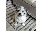 Carlos Bichon Frise Senior Male