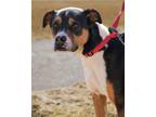 Bailey Jean Boxer Adult Female