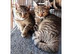 Tinkerbelle & Annabelle Domestic Shorthair Adult Female