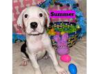 Summer Labrador Retriever Puppy Female