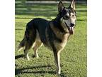 Storm German Shepherd Dog Adult Male