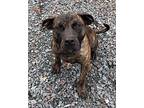 Bam Bam Presa Canario Young Male