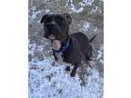 Day American Staffordshire Terrier Adult Female