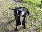 Janice (HW+) Labrador Retriever Adult Female