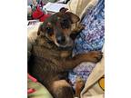 Layla & Mila Chihuahua Adult Female