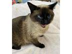 Daffodil Siamese Young Female