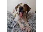 Milwaukee Pointer Puppy Female