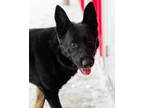 Buddy German Shepherd Dog Adult Male