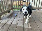 Hermione Border Collie Puppy Female