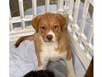 Frontier Frida Border Collie Puppy Female