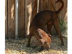 Toby Labrador Retriever Adult Male