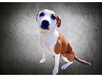 Katie American Pit Bull Terrier Puppy Female