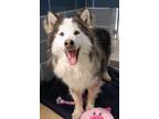 Hushy Husky Adult Male