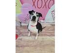 Buddy American Pit Bull Terrier Adult Male