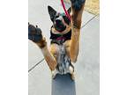 Copper German Shepherd Dog Adult Male