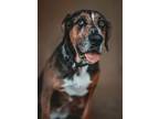 Adopt Beau a Catahoula Leopard Dog, Mixed Breed