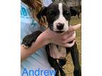 Andrew (Chase) Staffordshire Bull Terrier Young Male