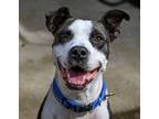 Adopt Rich a Pit Bull Terrier, American Staffordshire Terrier