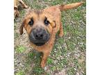 Bruno/URGENT Labrador Retriever Puppy Male