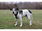 Lucy American Bulldog Adult Female
