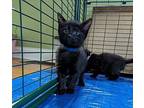 GUAC American Shorthair Kitten Male