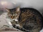 Lady Bug Domestic Shorthair Senior Female