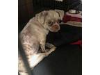 Dro Cole DH24 CP in TN Shih Tzu Puppy Male