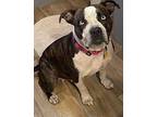 Diamond American Pit Bull Terrier Adult Female
