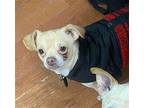 Bean Chihuahua Adult Male
