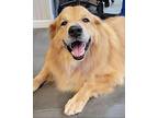 DEXTER Golden Retriever Adult Male