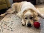 Herbie Waller Great Pyrenees Adult Male