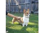 Max Corgi Young Male
