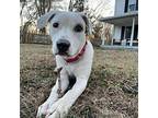 Hank Labrador Retriever Young Male